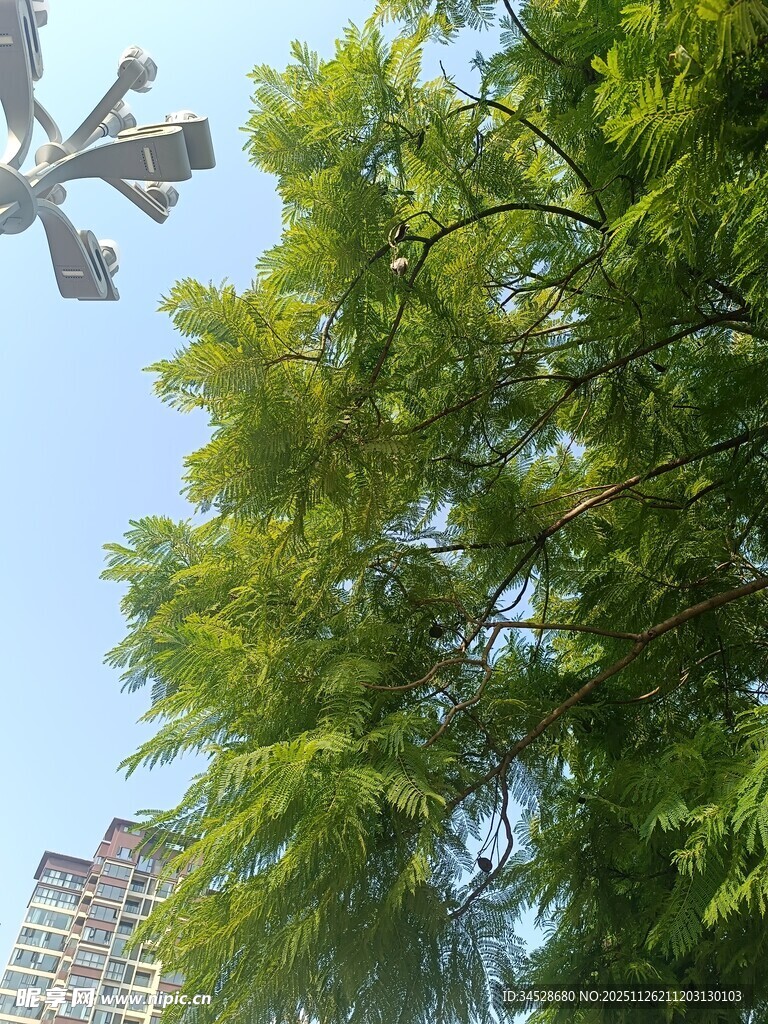 蓝天绿树间的清新景致