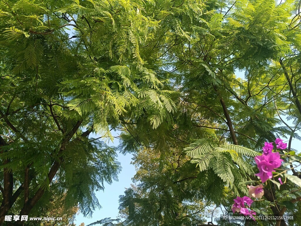 绿树繁花下的自然景致