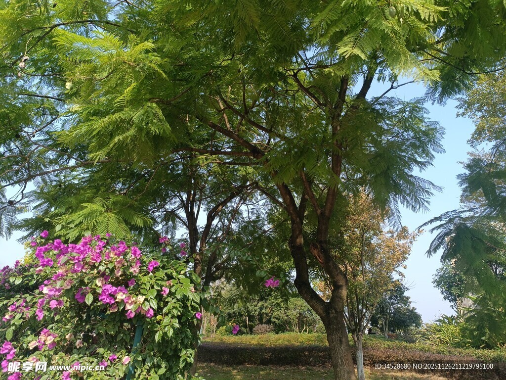 绿树繁花的美丽景致