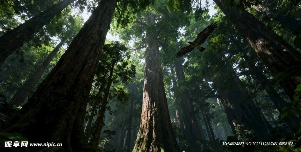 茂密森林中的参天大树