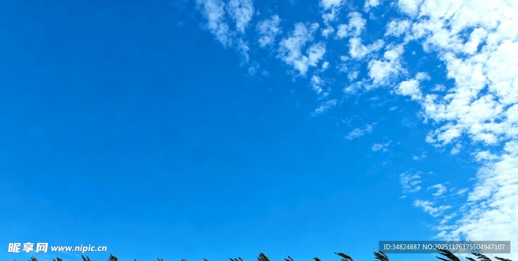 蓝天之下的整齐绿植