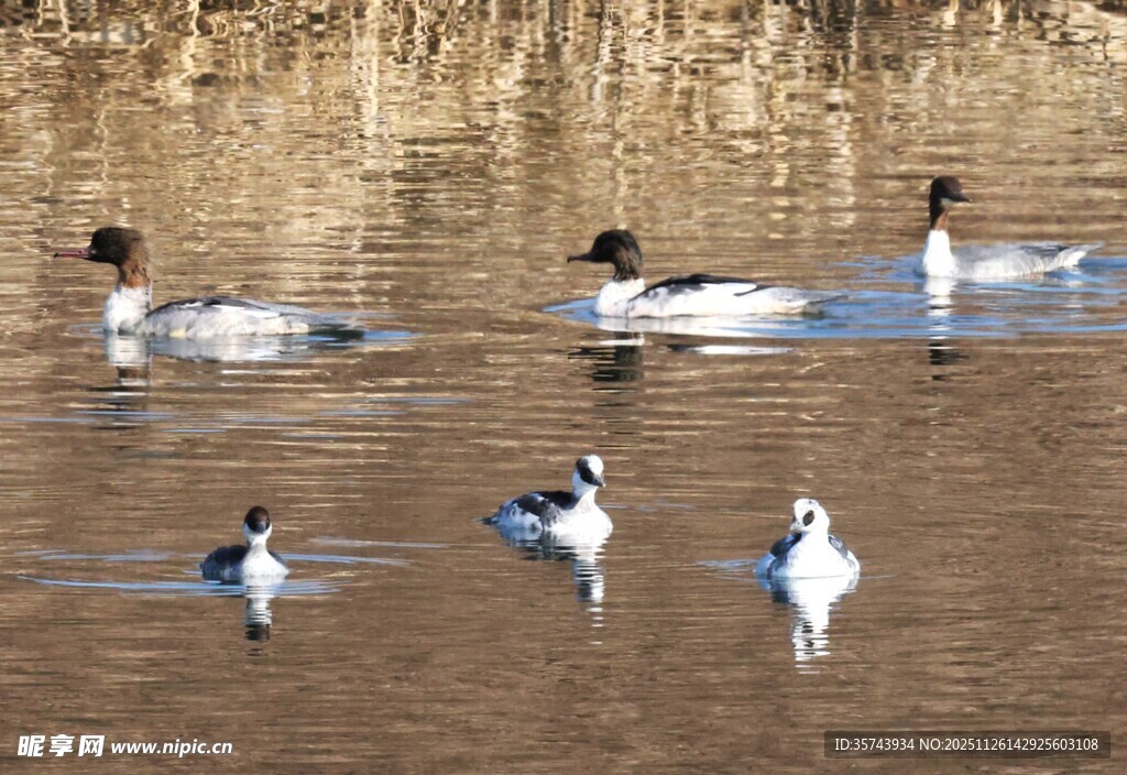 水面上的群鸭与飞鸟