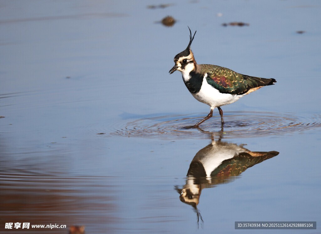 水边站立的彩羽小鸟