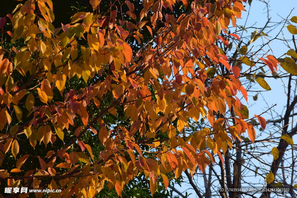 秋日斑斓树叶景观