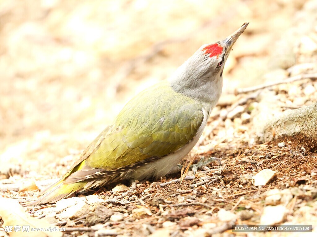 红顶啄木鸟地面觅食