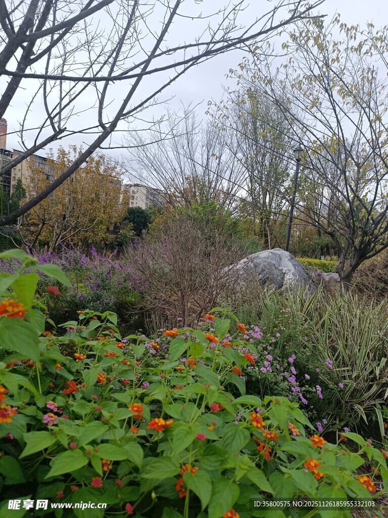 花园中的绿植与繁花