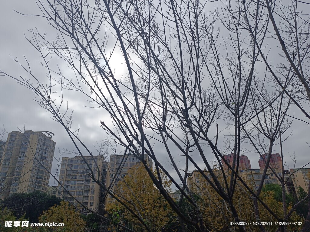 冬日枯树与城市建筑景观