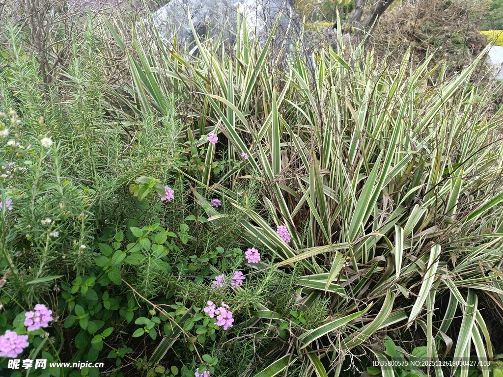 草丛中的粉色小花与绿植