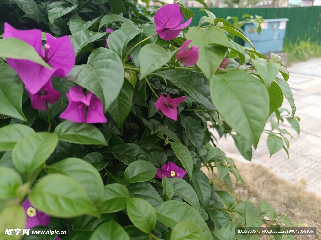 绽放的紫花三角梅