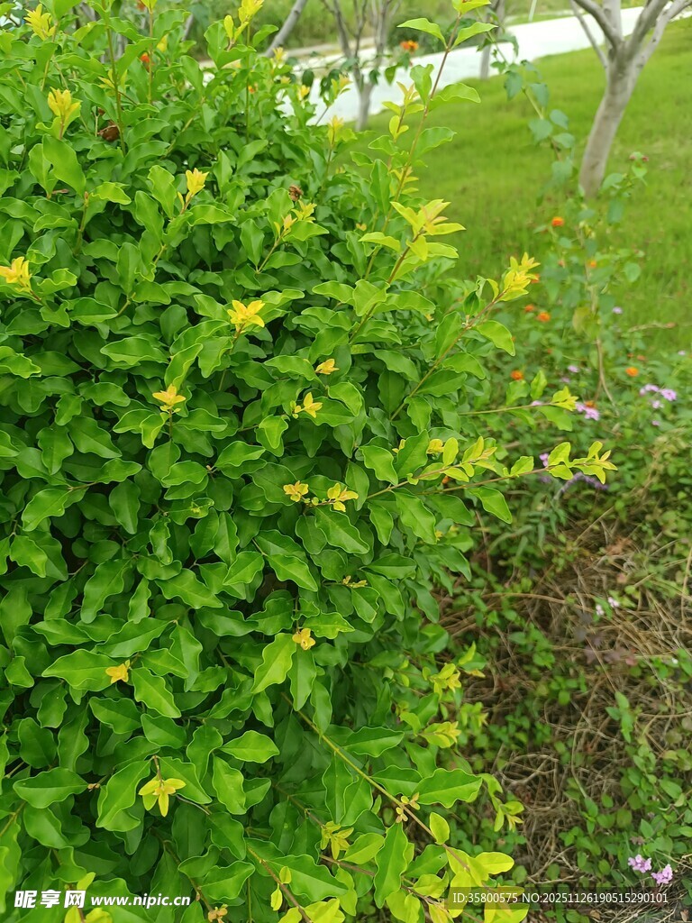 翠绿繁茂的灌木丛