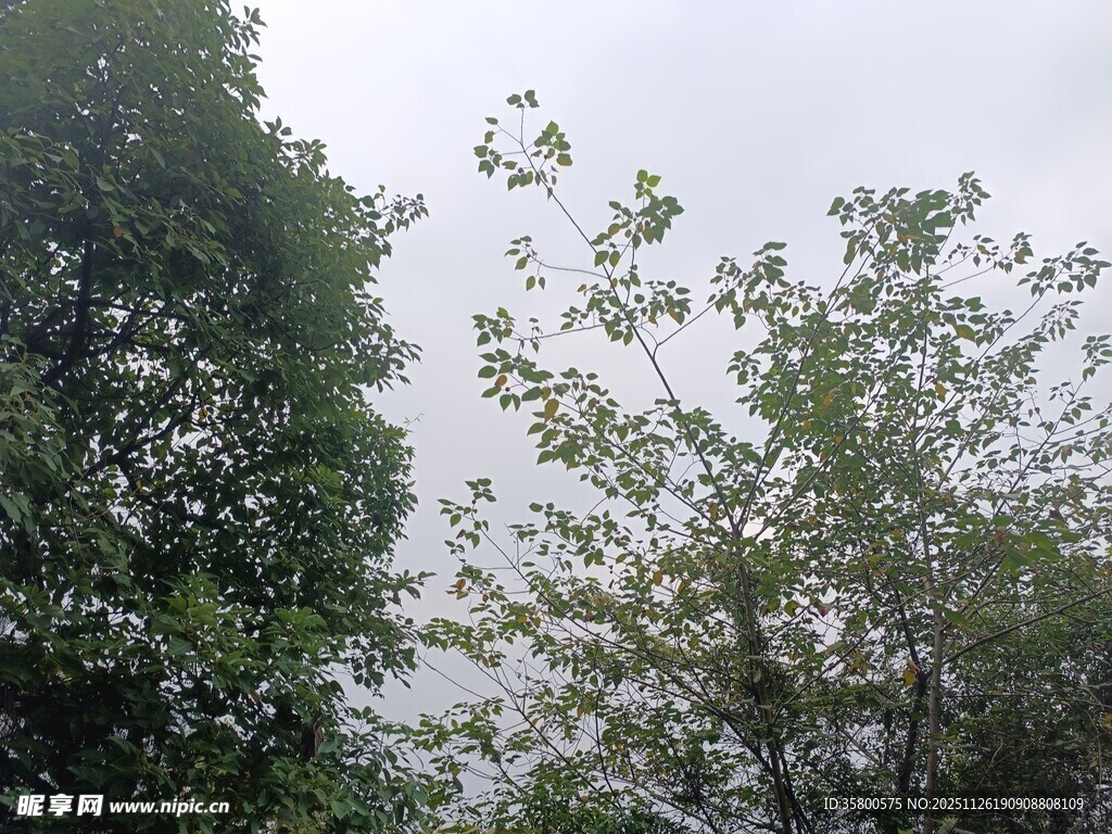 雨中葱郁树木景观