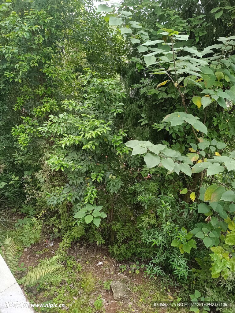 路边繁茂绿植景观