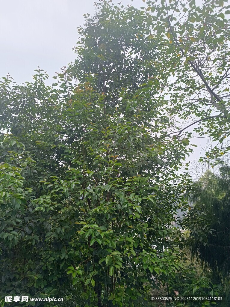 茂密绿树展现自然生机