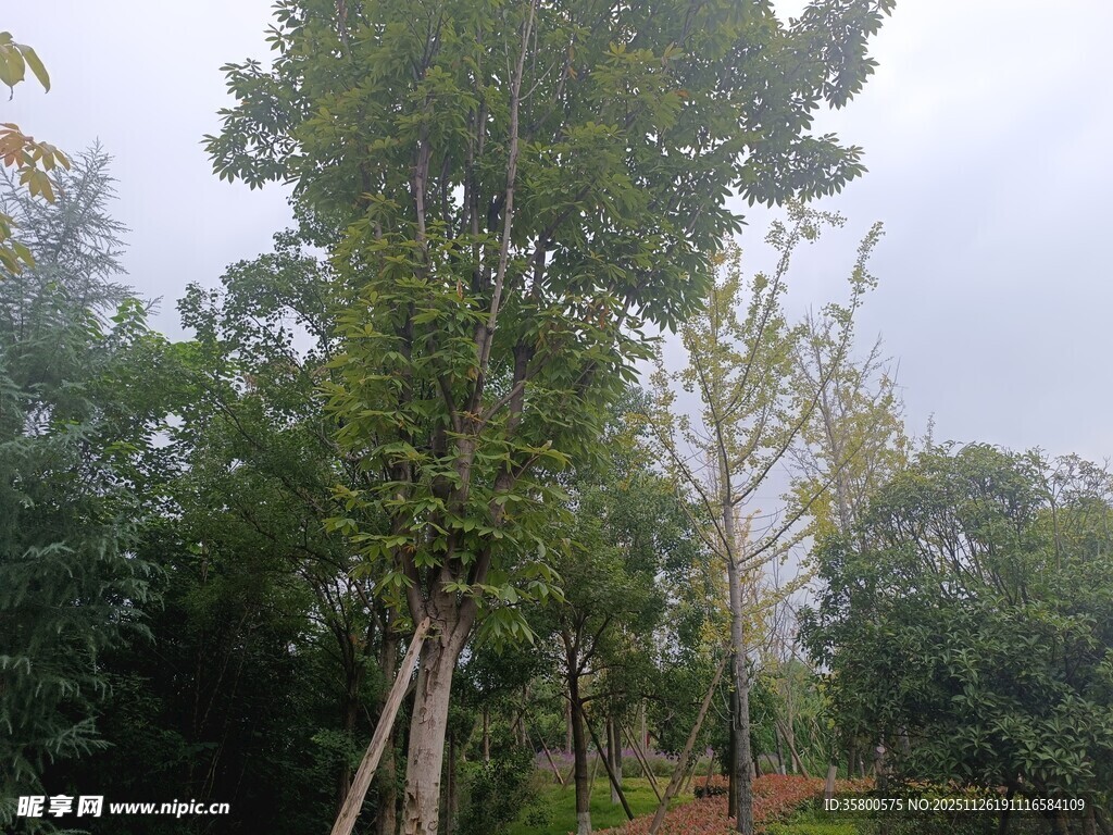 绿树成荫的户外树林景观