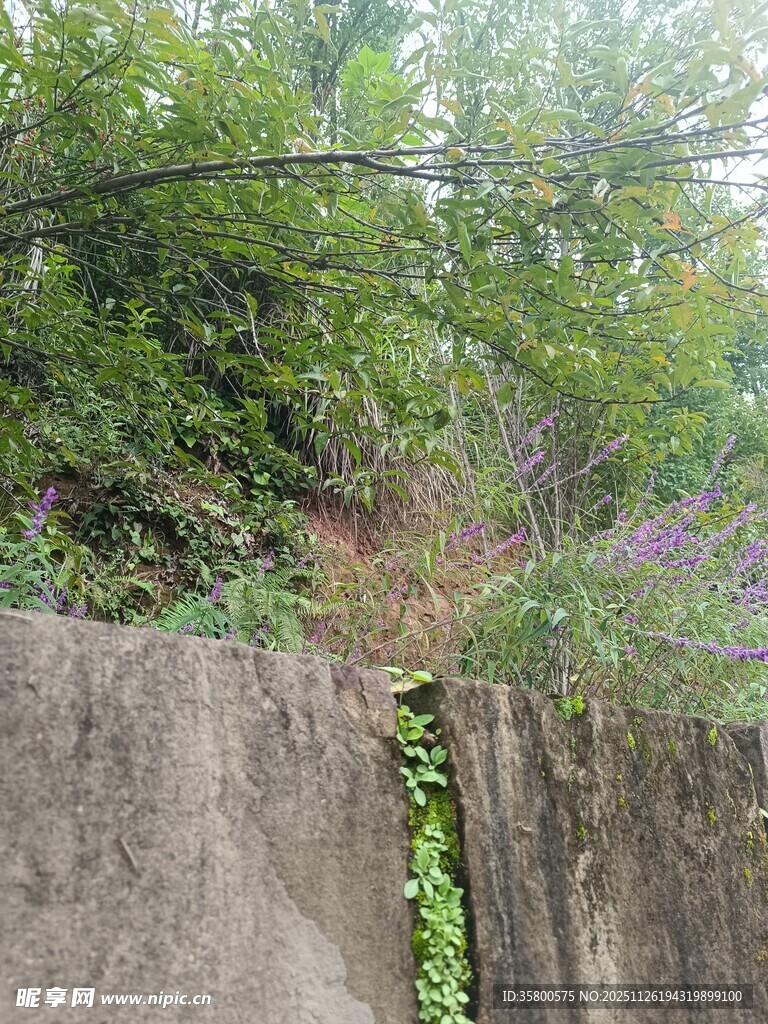 石崖边的绿植景观