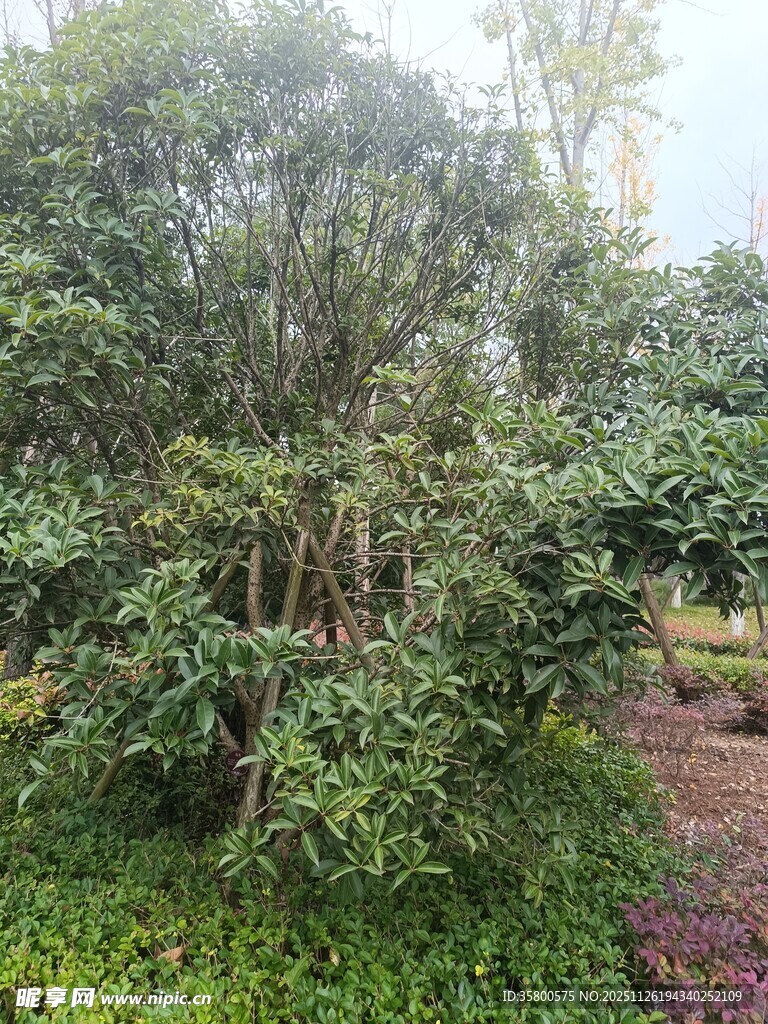繁茂绿植景观
