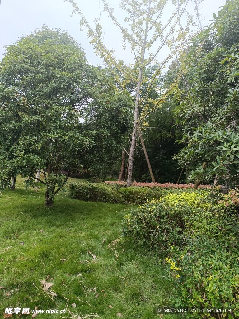 绿意盎然的园林景观