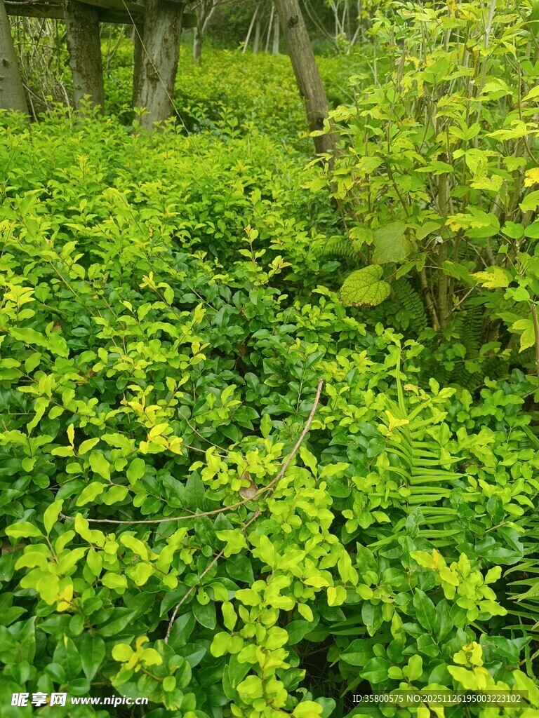 绿意盎然的繁茂植物景观
