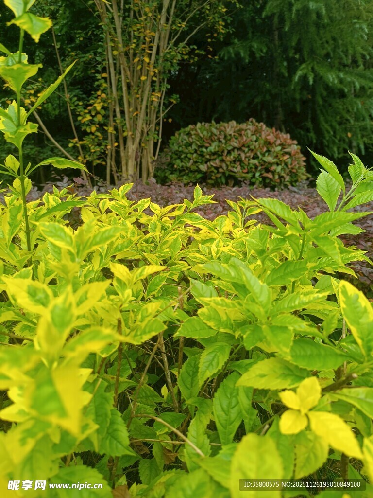 翠绿繁茂的多彩植物景观