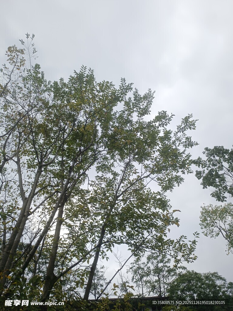 天空下的繁茂绿树