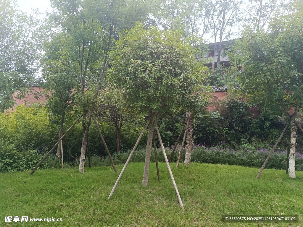 绿意盎然的园林景观