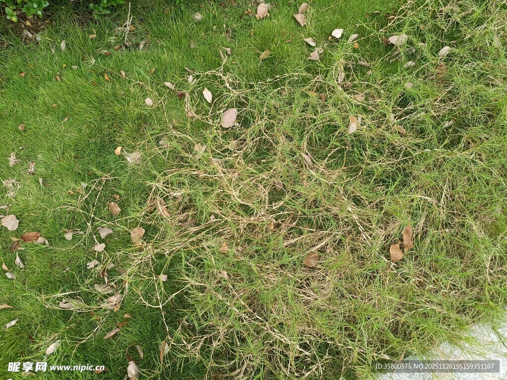 草地中的枯萎植物