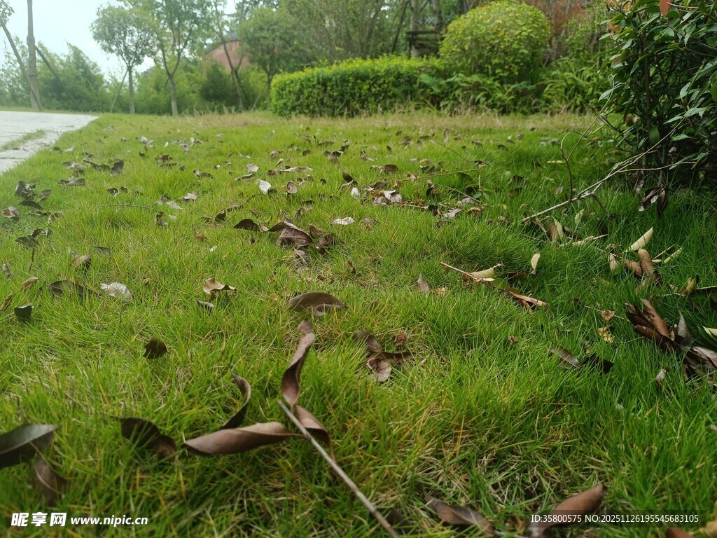 草地上散落的枯枝败叶