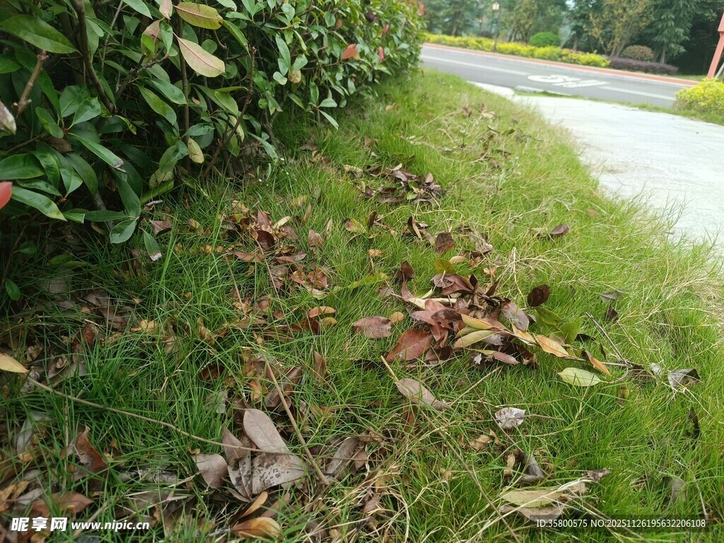 路边草地与落叶景象