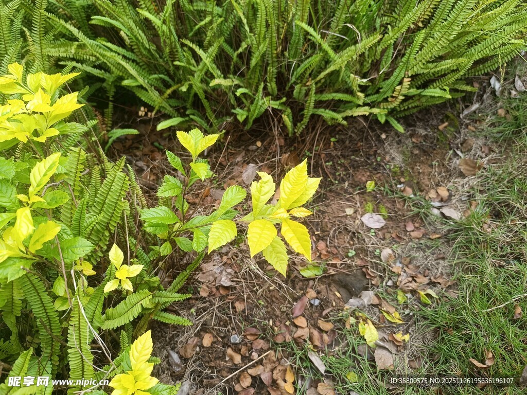 草丛中的黄色小花