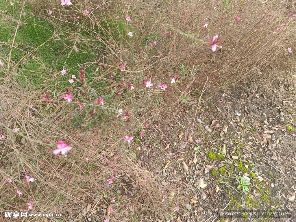 野外粉色小花绽放