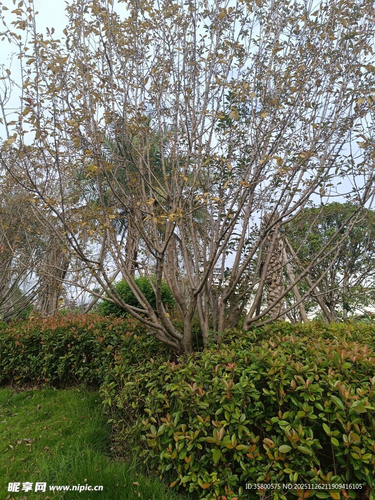 户外繁茂绿植景观