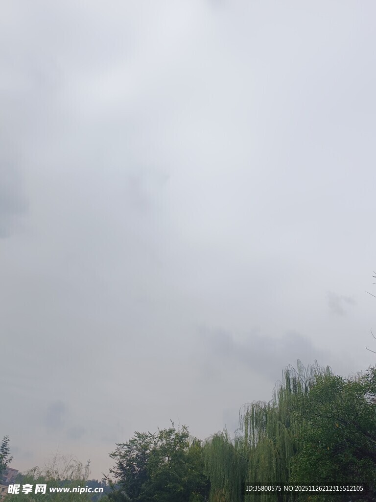 阴天中的葱郁树木