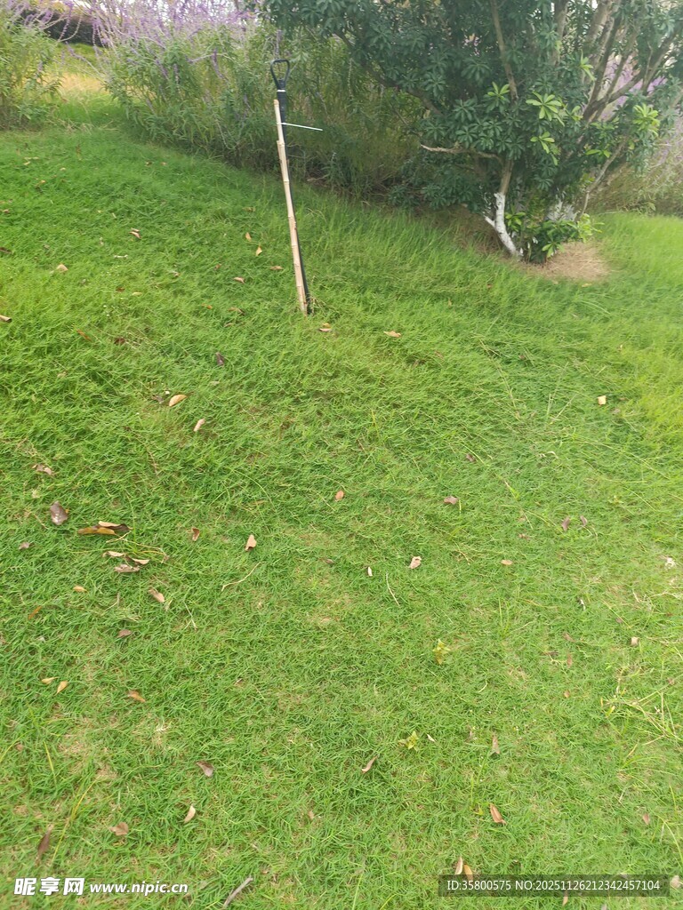 绿意盎然的户外草地场景