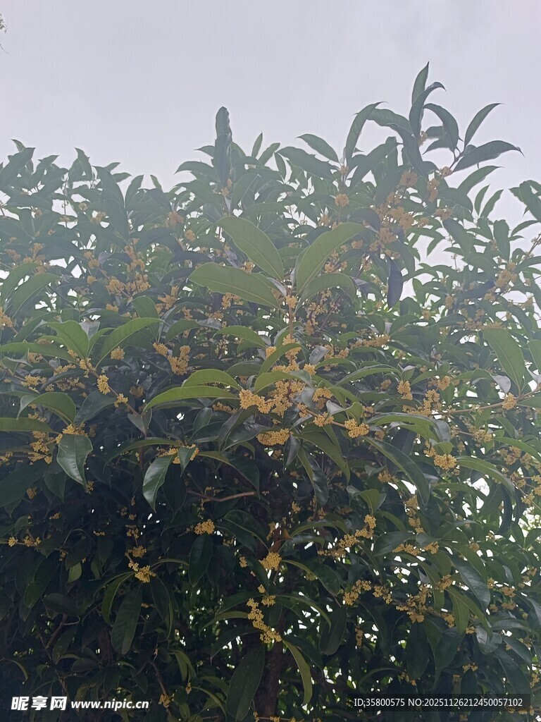 枝叶繁茂的果树