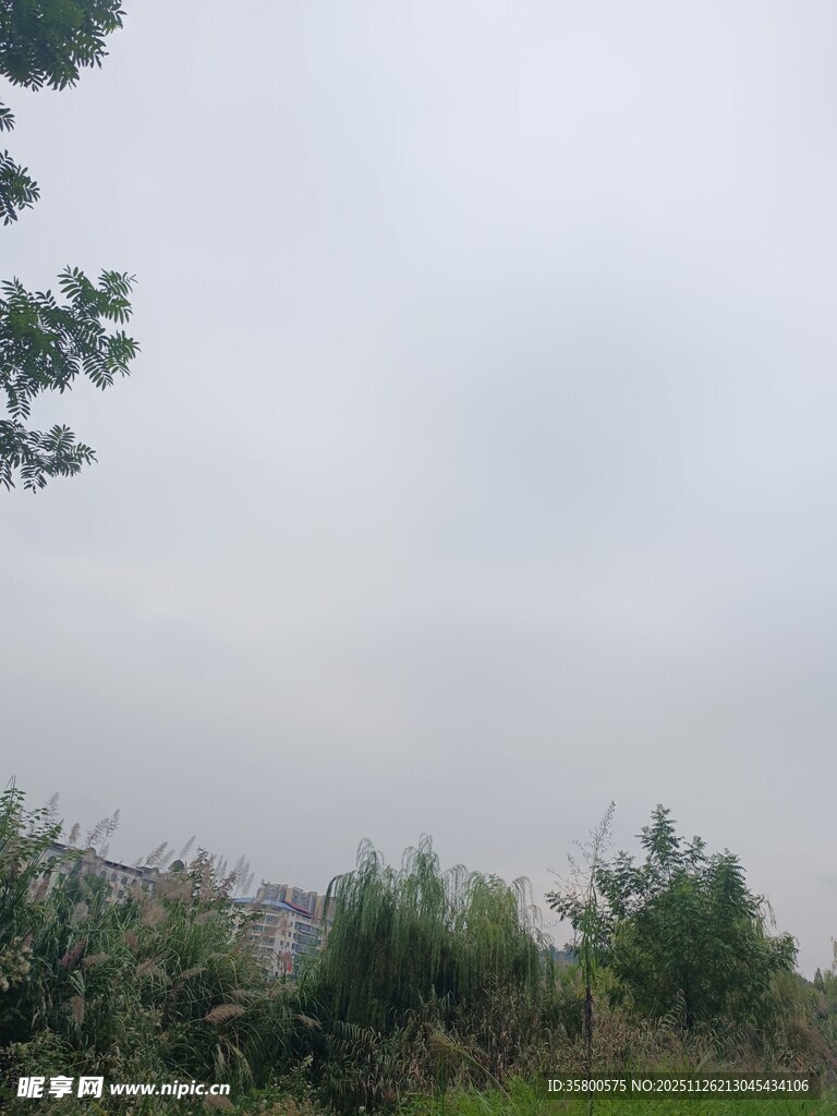 户外绿植与朦胧天空景象