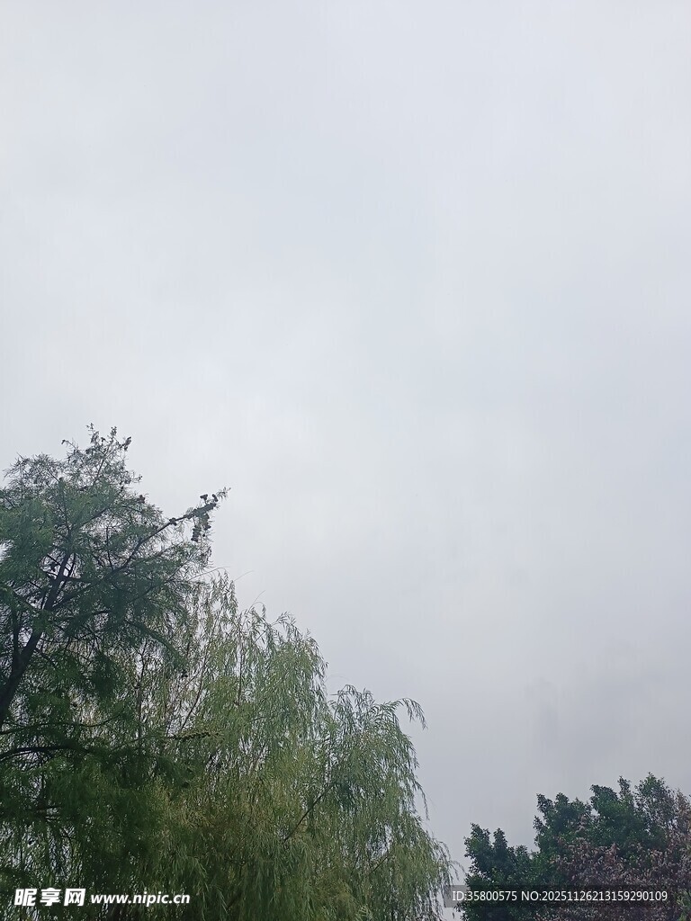 阴天中的葱郁树木