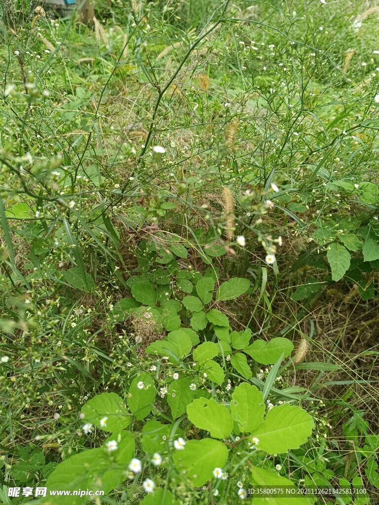 野外繁茂绿植与白色小花