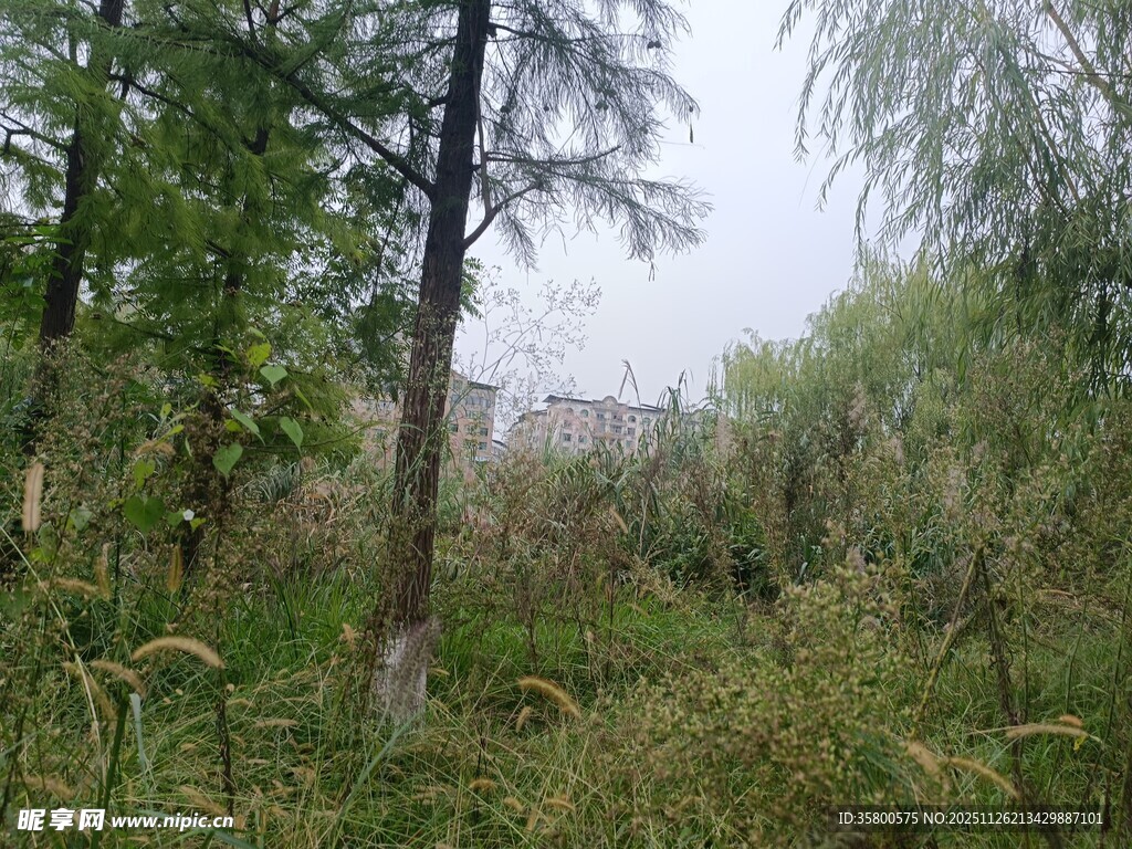 野外茂密树林与杂草景观