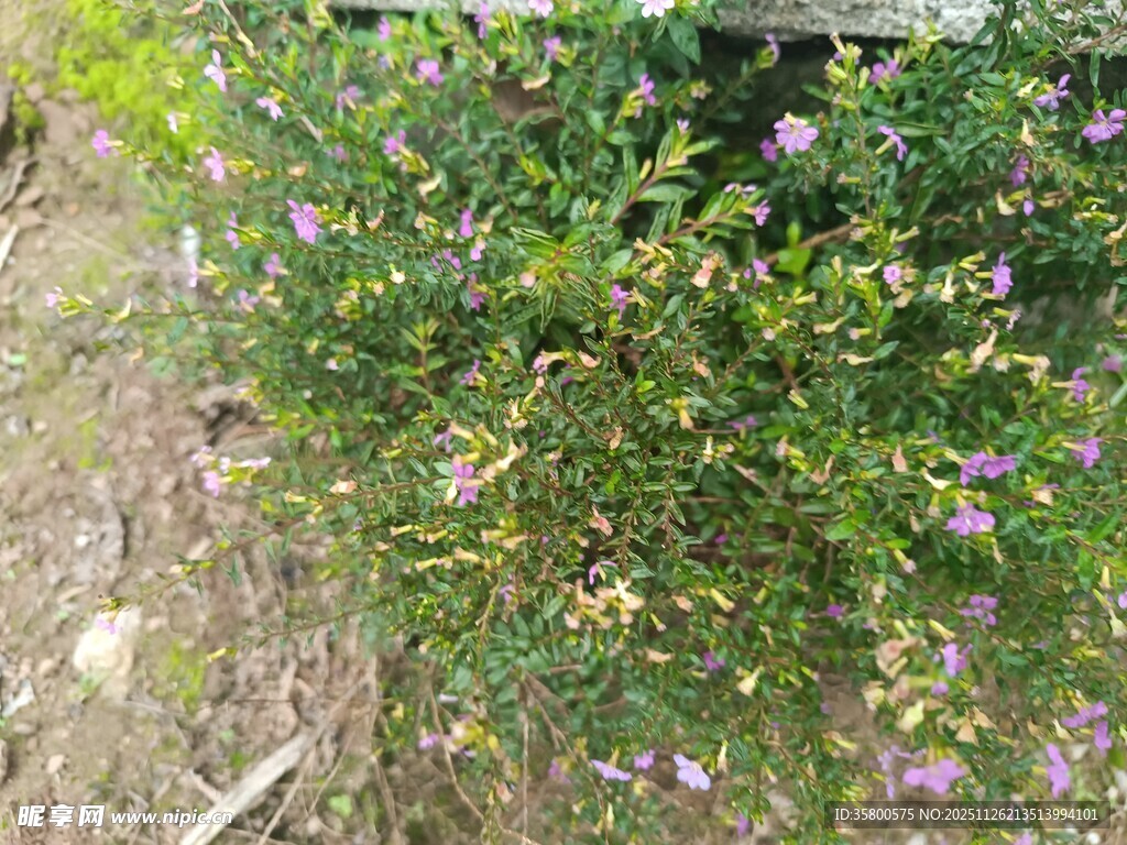 紫色小花绿植景观