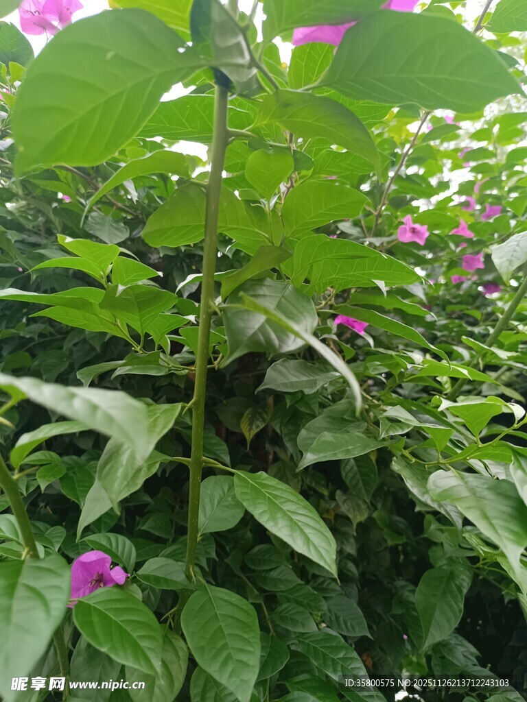 绿叶丛中的紫色小花