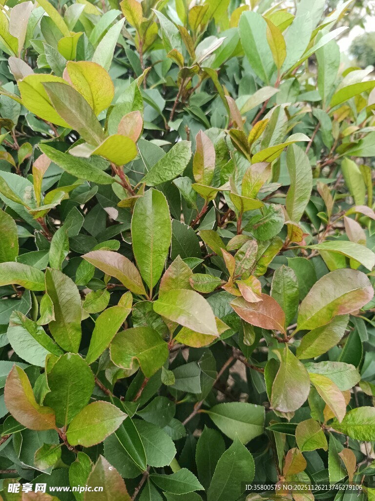 绿叶繁茂的植物景观