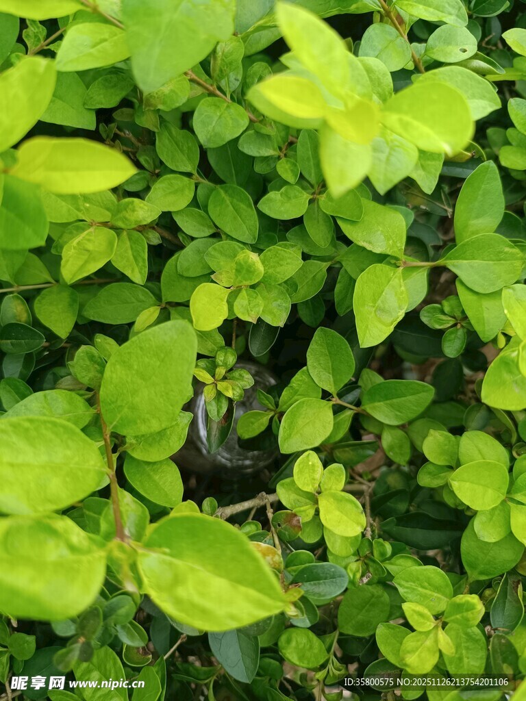 翠绿繁茂的鲜嫩植物叶片