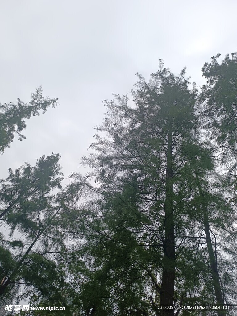 仰视茂密森林中的树木