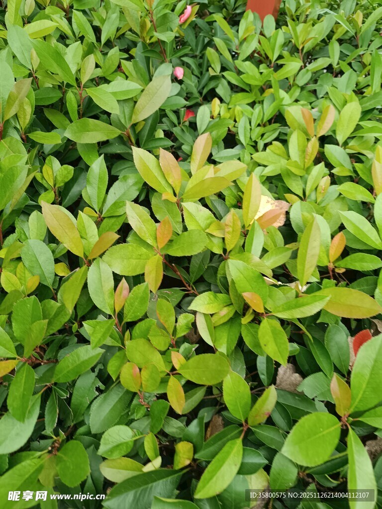 翠绿繁茂的植物叶片