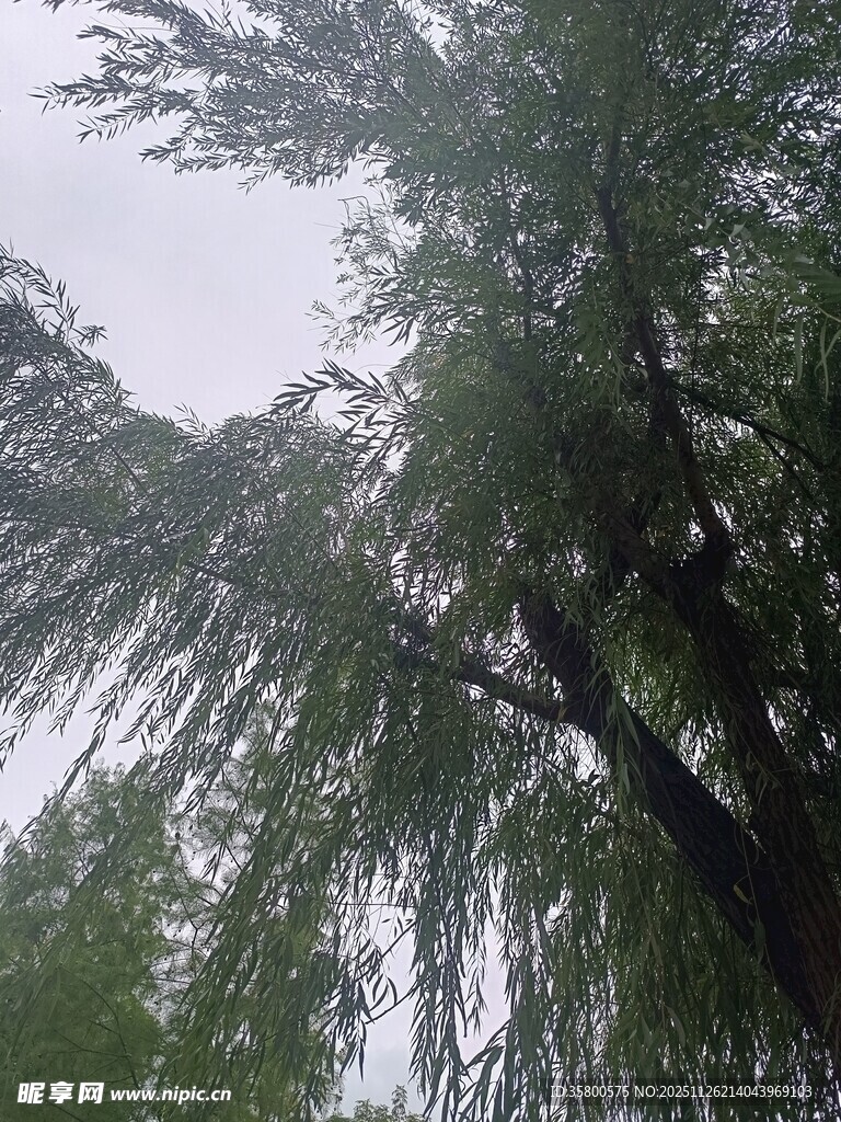 垂柳枝头绿意浓