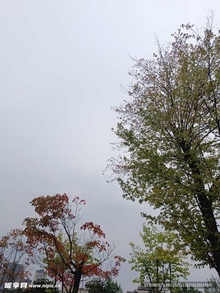 秋日多彩树木景观