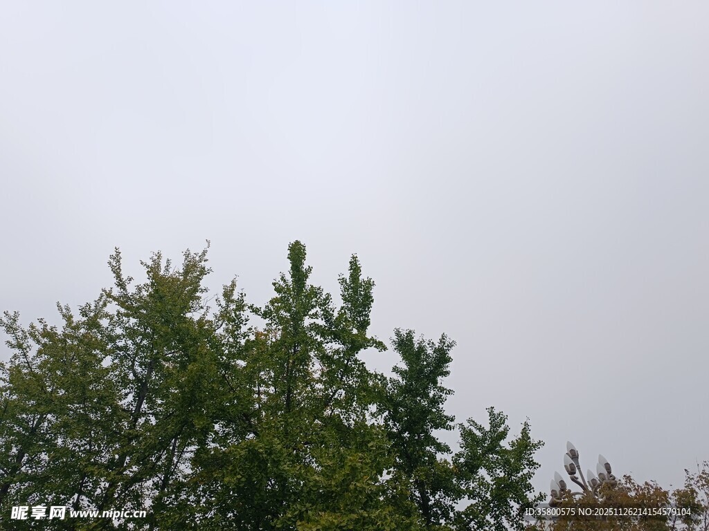 树梢之上的灰白天空