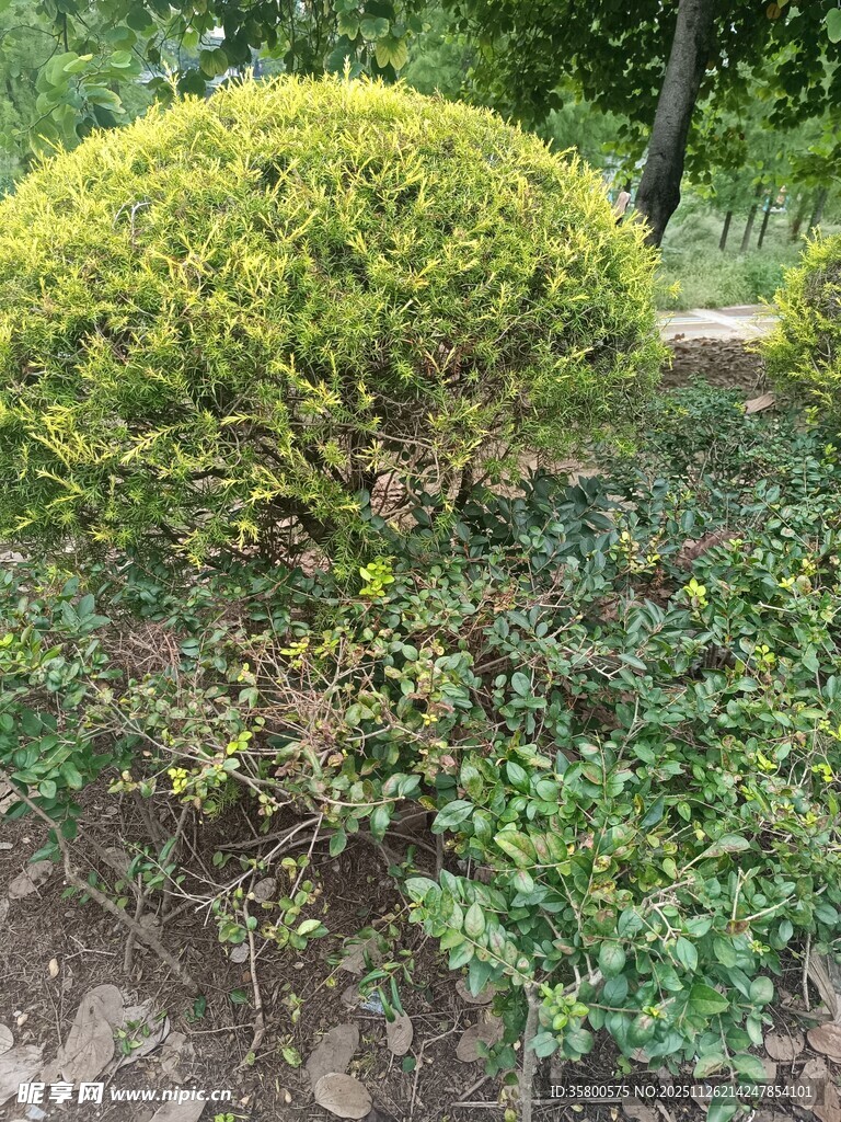 绿意盎然的灌木景观