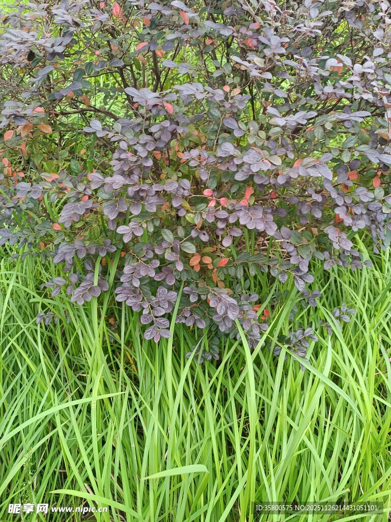 绿草间的紫叶植物