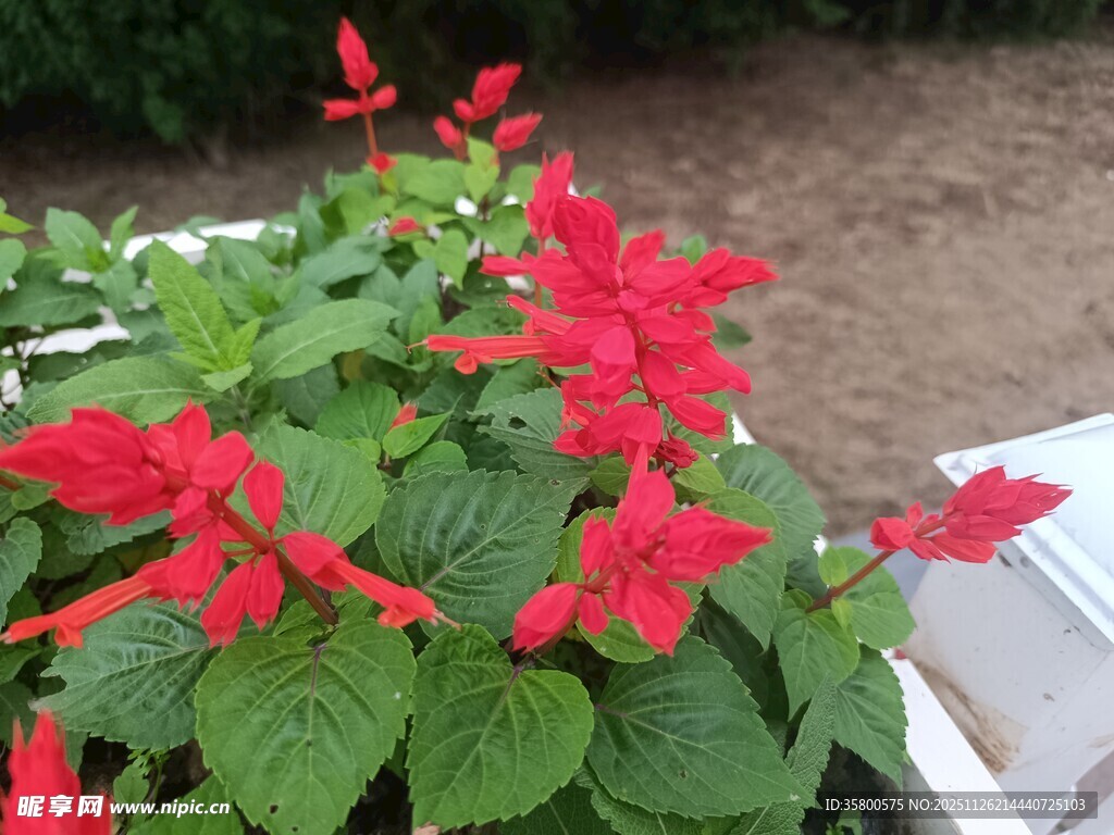 鲜艳一串红绽放绿叶间